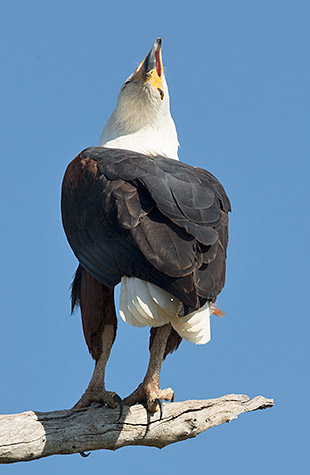 African Fish Eagle calling